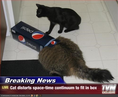 Breaking News - Cat distorts space-time continuum to fit in box