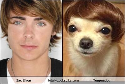 Zac Efron Totally Looks Like Toupeedog