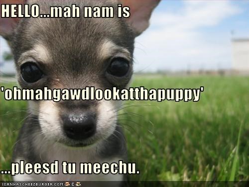 HELLO...mah nam is 'ohmahgawdlookatthapuppy' ...pleesd tu meechu.