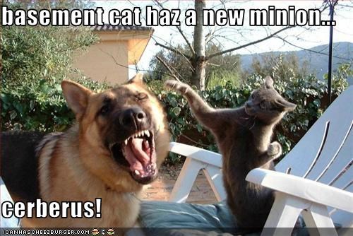 basement cat haz a new minion...  cerberus!