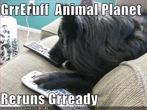 GrrEruff  Animal Planet   Reruns Grready