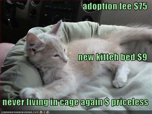 adoption fee $75 new kitteh bed $9    never living in cage again $ priceless