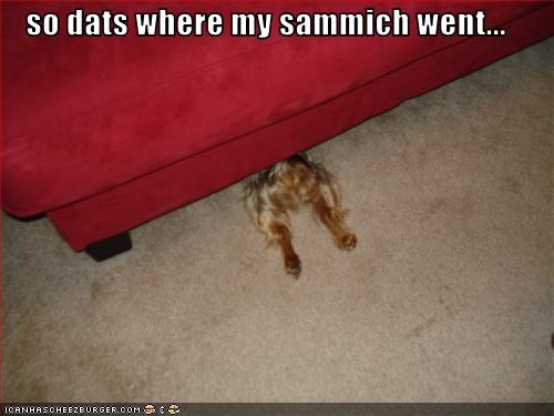 so dats where my sammich went...