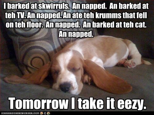 A basset's work is never done (or started)