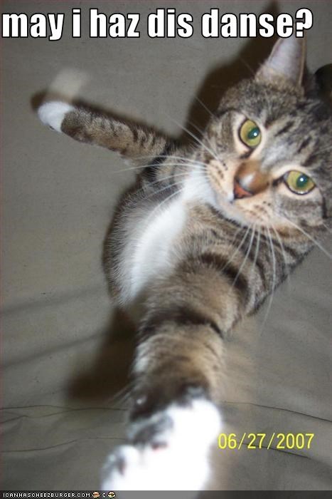 may i haz dis danse?