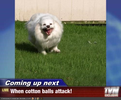 Coming up next - When cotton balls attack!