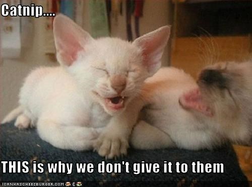 Catnip....  THIS is why we don't give it to them
