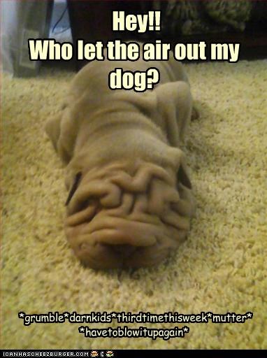 Hey!!
Who let the air out my dog?