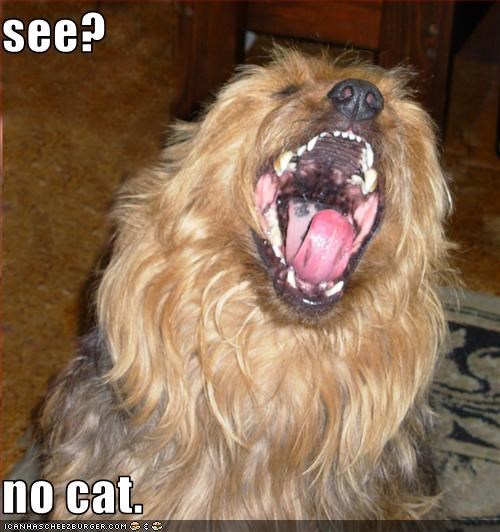 see?  no cat.