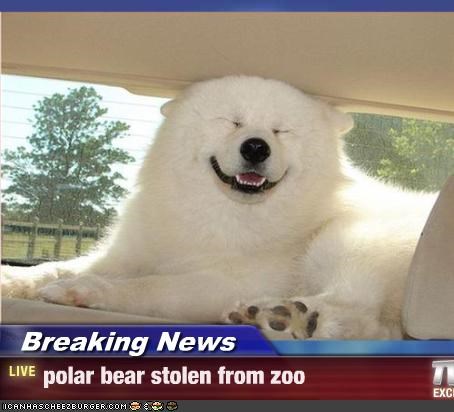 Breaking News - polar bear stolen from zoo