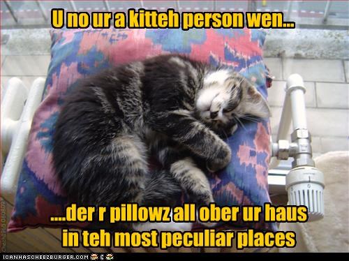 U no ur a kitteh person wen...