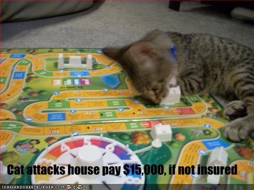 Cat attacks house pay $15,000, if not insured