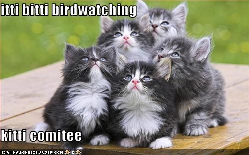 itti bitti birdwatching   kitti comitee