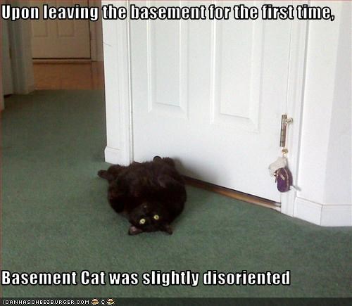 Upon leaving the basement for the first time,  Basement Cat was slightly disoriented