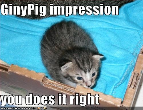 GinyPig impression  you does it right