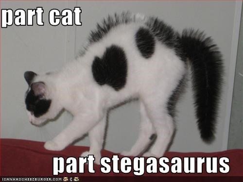 part cat  part stegasaurus