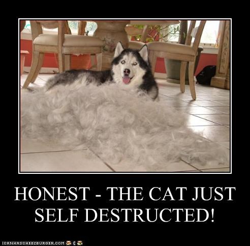 HONEST - THE CAT JUST SELF DESTRUCTED!