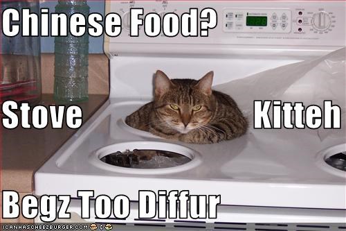 Chinese Food? Stove                         Kitteh Begz Too Diffur