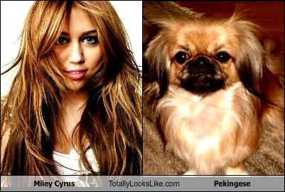 Miley Cyrus Totally Looks Like Pekingese