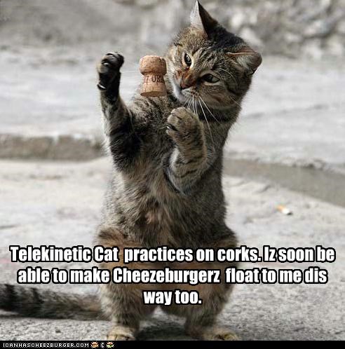 Telekinetic Cat  practices on corks. Iz soon be able to make Cheezeburgerz  float to me dis way too.