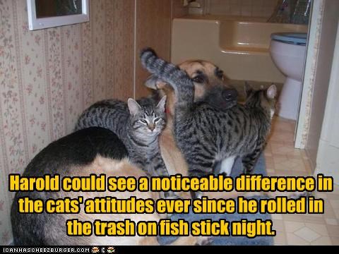Harold could see a noticeable difference in the cats' attitudes ever since he rolled in the trash on fish stick night.