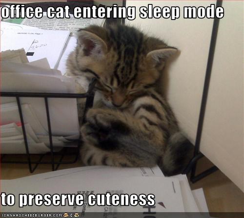 office cat entering sleep mode  to preserve cuteness