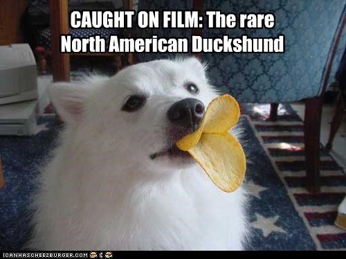CAUGHT ON FILM: The rare
North American Duckshund