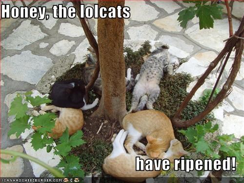Honey, the lolcats  have ripened!