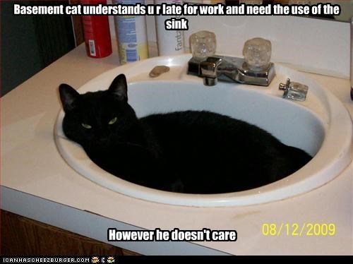 Basement cat understands u r late for work and need the use of the sink