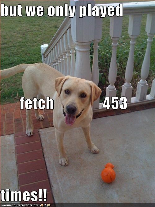 but we only played fetch                453 times!!