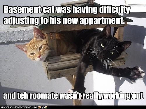 Basement cat was having dificulty adjusting to his new appartment.