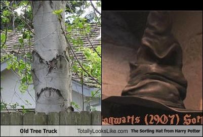 Old Tree Truck Totally Looks Like The Sorting Hat from Harry Potter