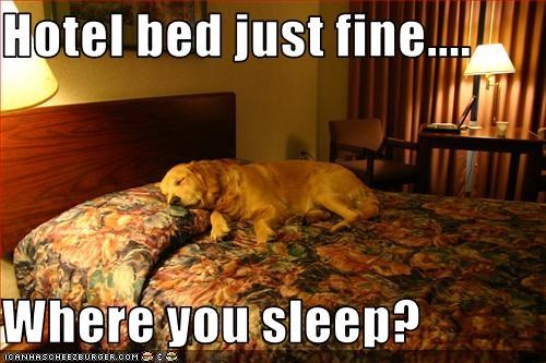 Hotel bed just fine....  Where you sleep?