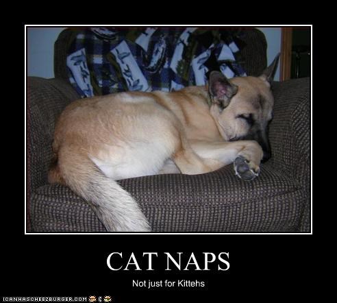 CAT NAPS