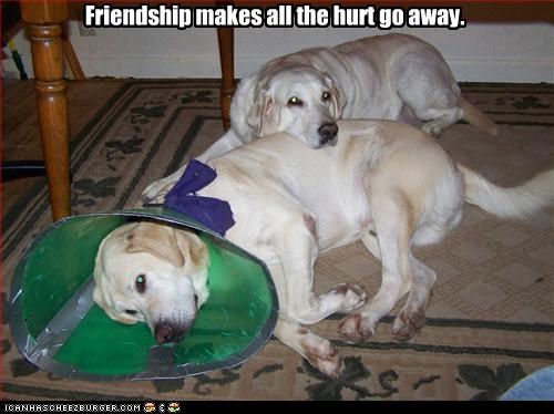 Friendship makes all the hurt go away.