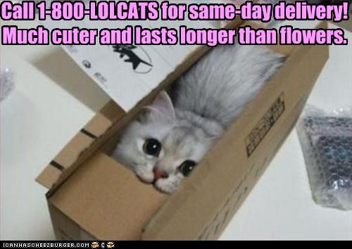 Call 1-800-LOLCATS for same-day delivery! Much cuter and lasts longer than flowers.