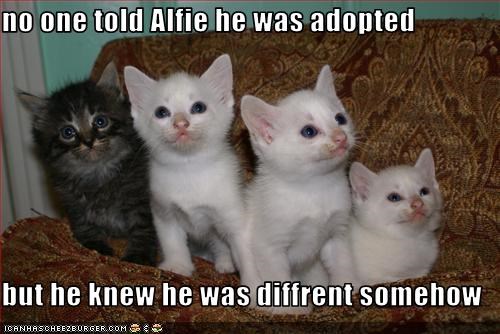 no one told Alfie he was adopted  but he knew he was diffrent somehow