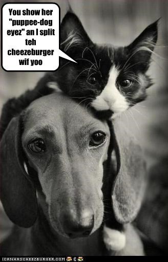You show her "puppee-dog eyez" an I split teh cheezeburger wif yoo