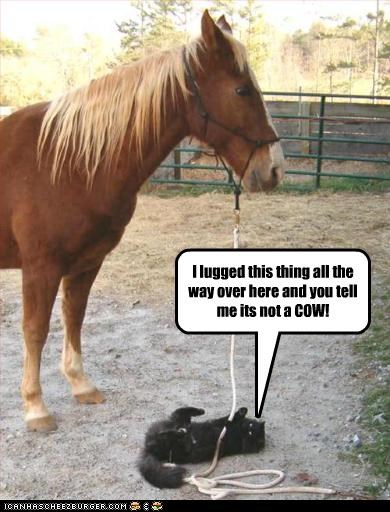 I lugged this thing all the way over here and you tell me its not a COW!