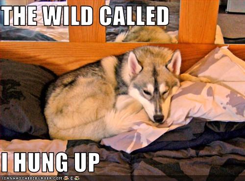 THE WILD CALLED  I HUNG UP