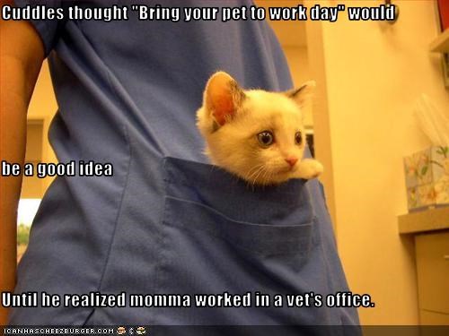Cuddles thought "Bring your pet to work day" would be a good idea Until he realized momma worked in a vet's office.