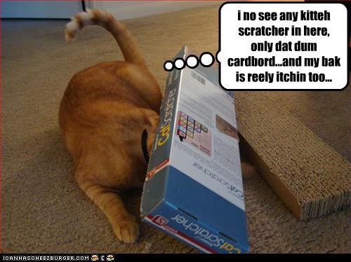 i no see any kitteh scratcher in here, only dat dum cardbord...and my bak is reely itchin too...