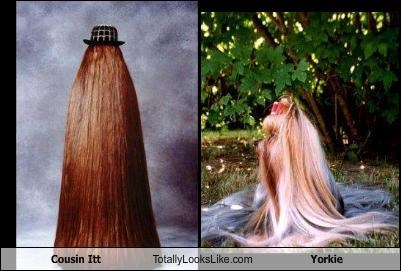 Cousin Itt Totally Looks Like Yorkie