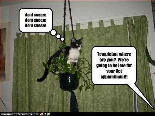 Templeton, where are you?  We're going to be late for your Vet appointment!!