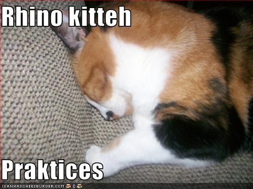 Rhino kitteh  Praktices