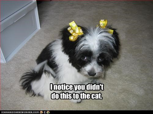 I notice you didn't do this to the cat.