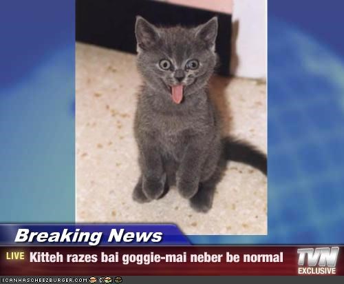 Breaking News - Kitteh razes bai goggie-mai neber be normal