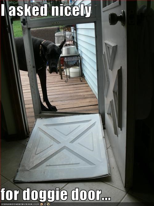 I asked nicely  for doggie door...