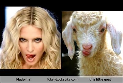 Madonna Totally Looks Like this little goat
