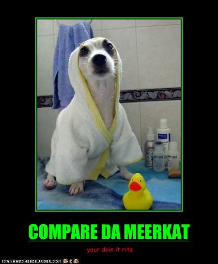 COMPARE DA MEERKAT